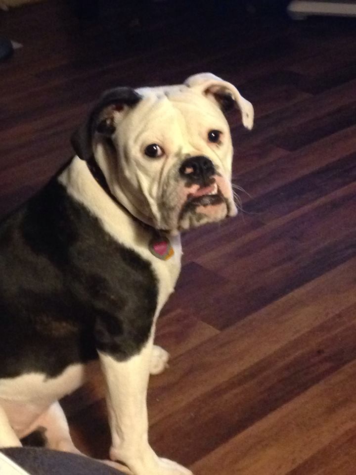 Olde English Bulldogges in Pennsylvania One Of A Kind
