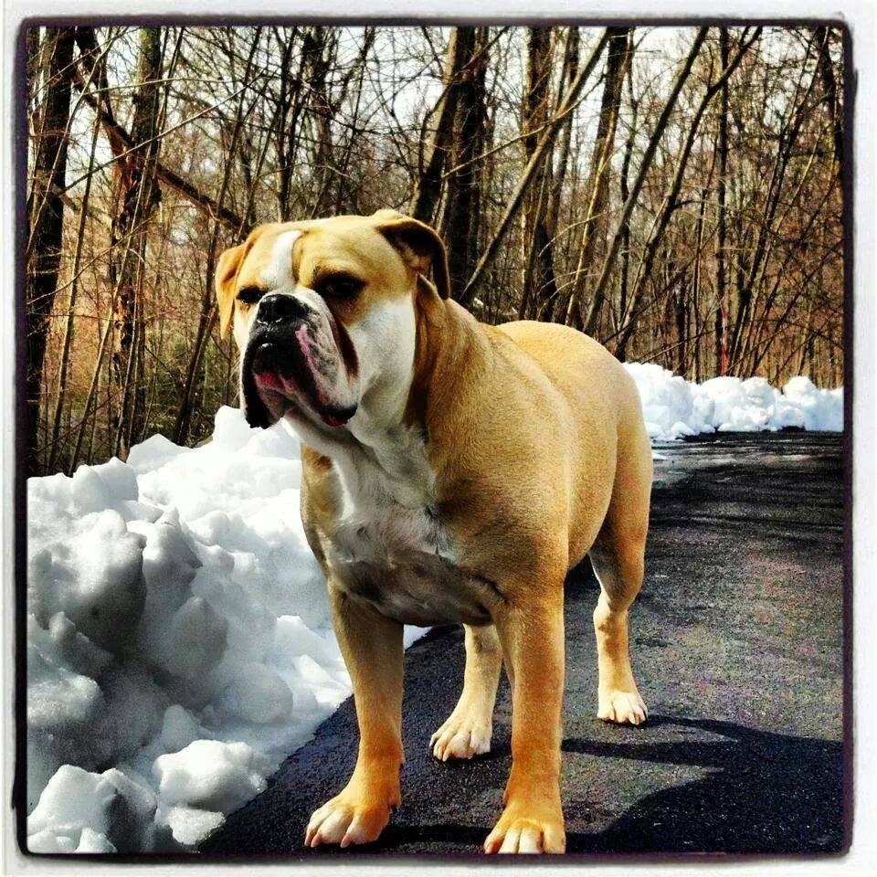 Olde English Bulldogges in Connecticut One Of A Kind