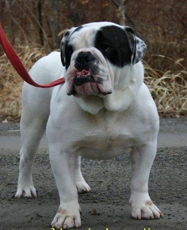 Olde English Bulldogges in New York - One Of A Kind Bulldogs
