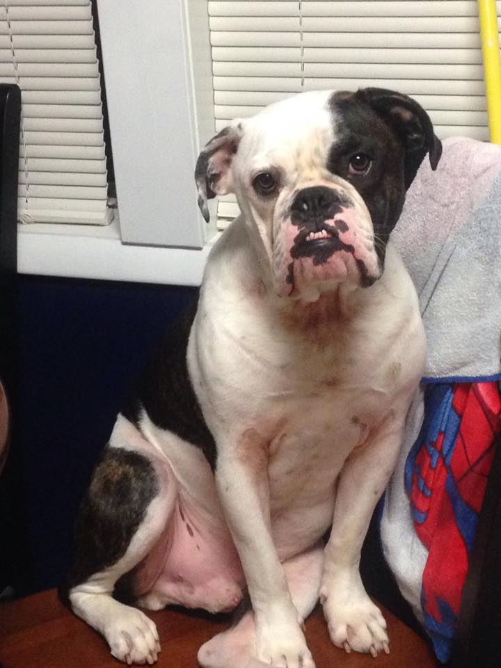 Olde English Bulldogges in New Jersey One Of A Kind Bulldogs