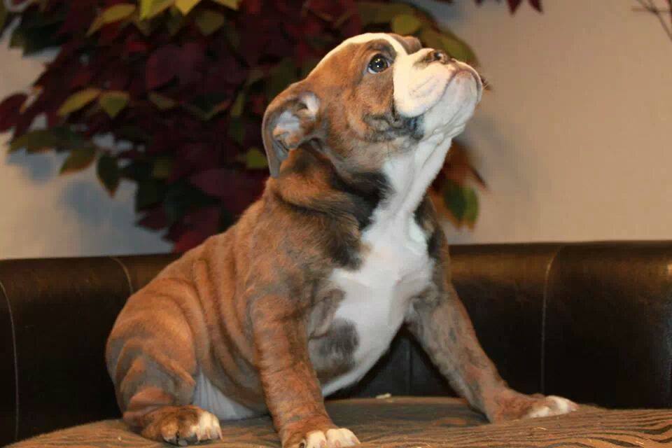 Olde English Bulldogges in Tennessee One Of A Kind Bulldogs