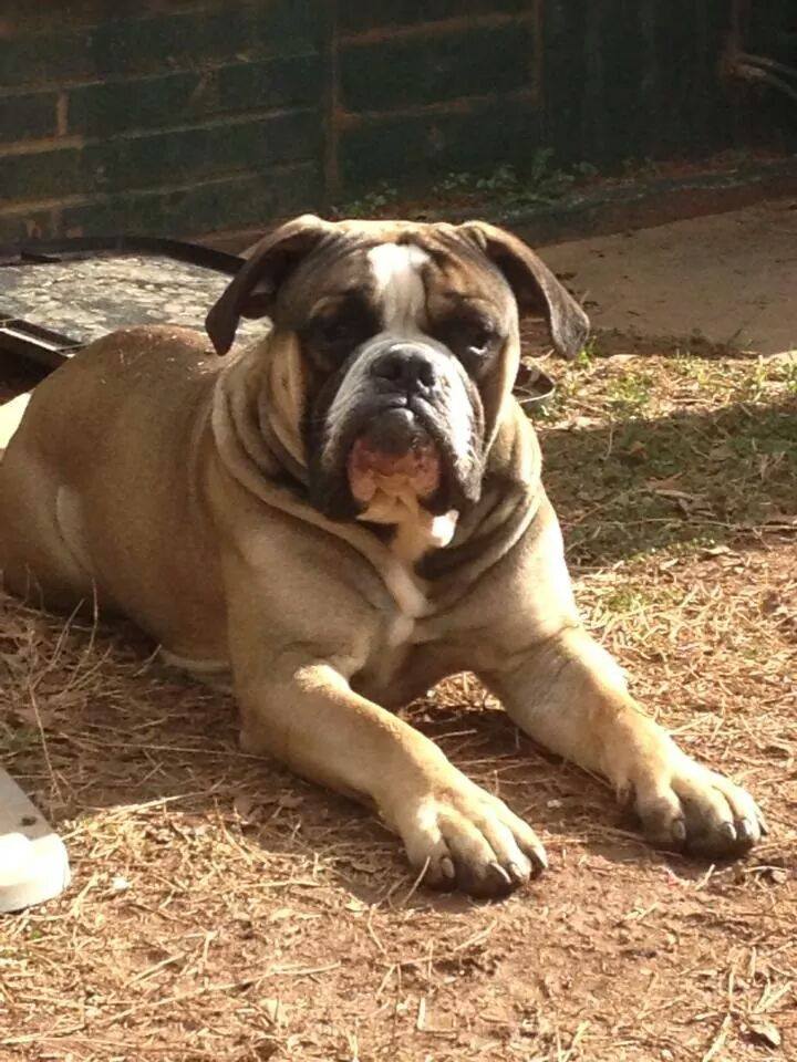 Olde English Bulldogges in Wisconsin - One Of A Kind Bulldogs