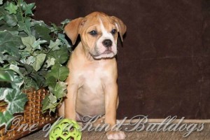 fancy and beef female two puppy liter