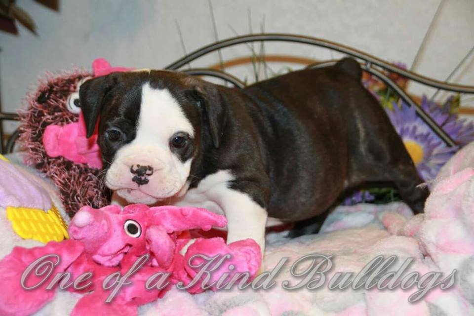 female bulldog puppy for sale