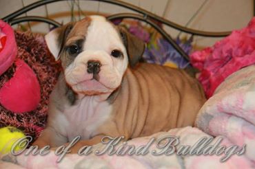 bulldog puppy for sale