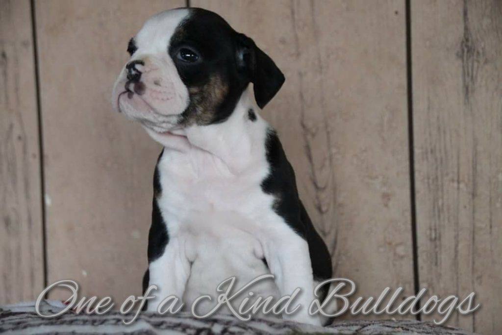 Roulette & Mojo One Of A Kind Bulldogs Roulette & Mojo One Of A Kind Bulldogs