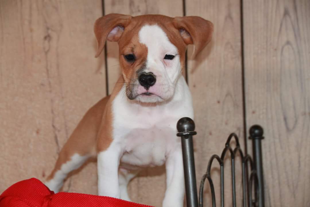 One of a Kind Bulldogge Puppy