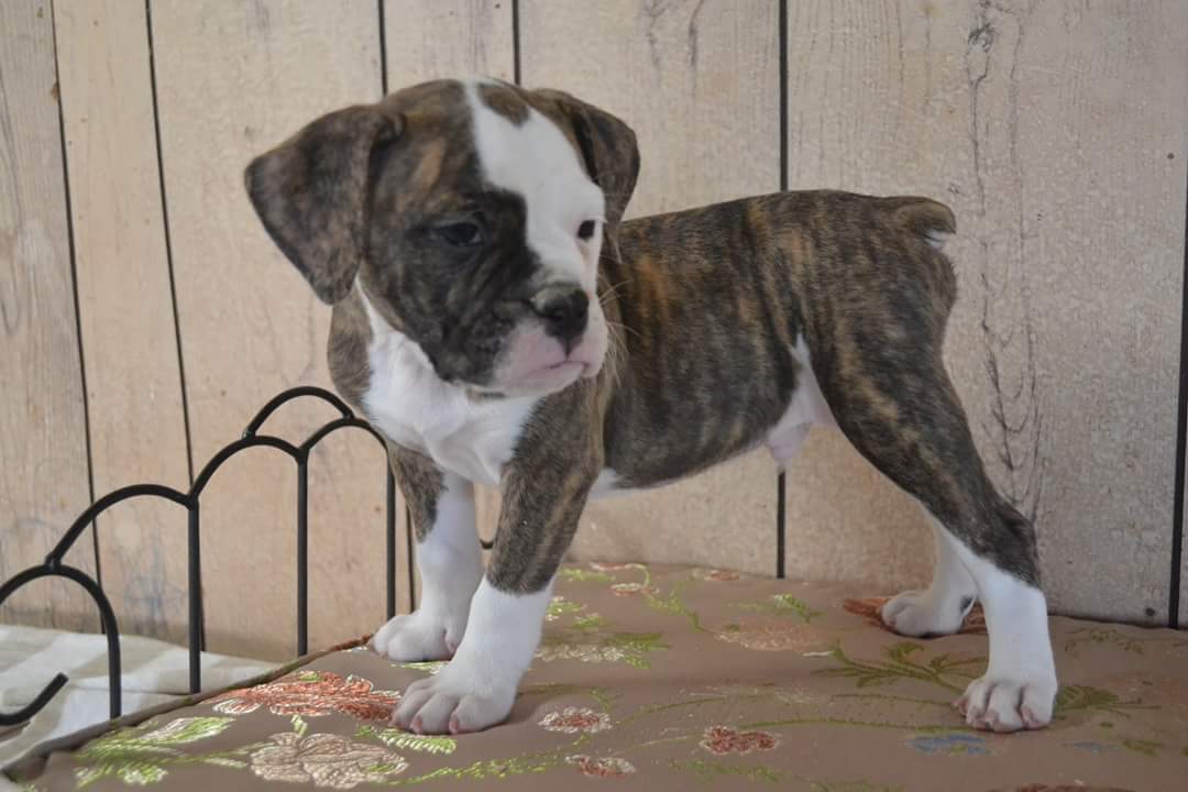 One of a Kind Bulldogges Puppy