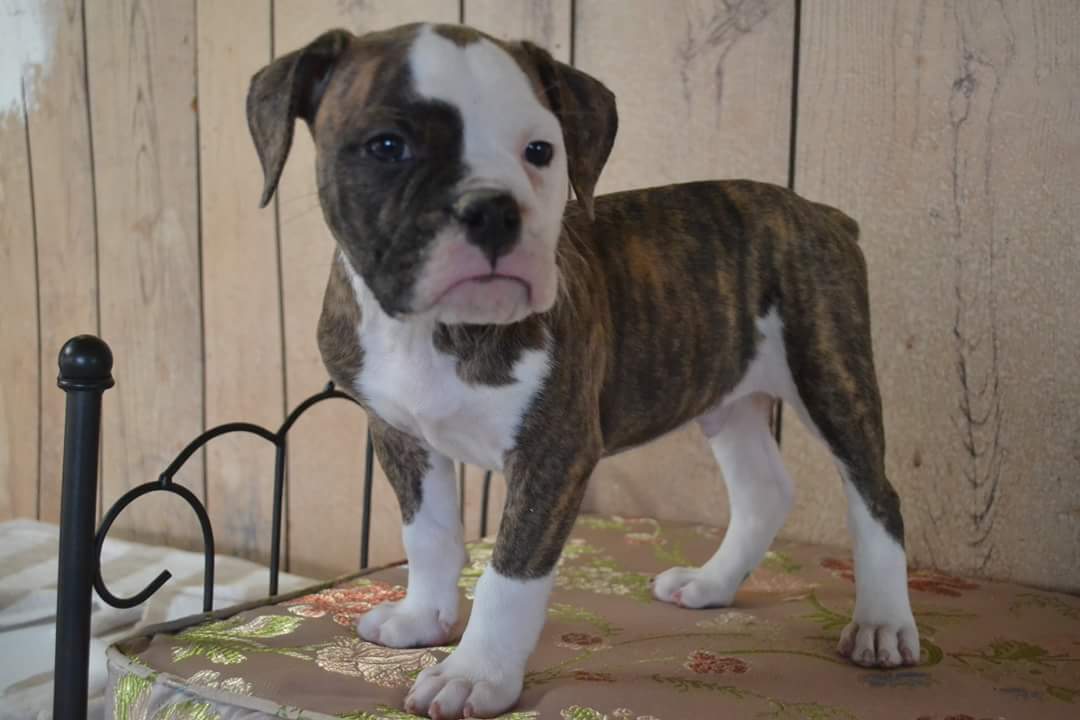 One of a Kind Bulldogges Puppy