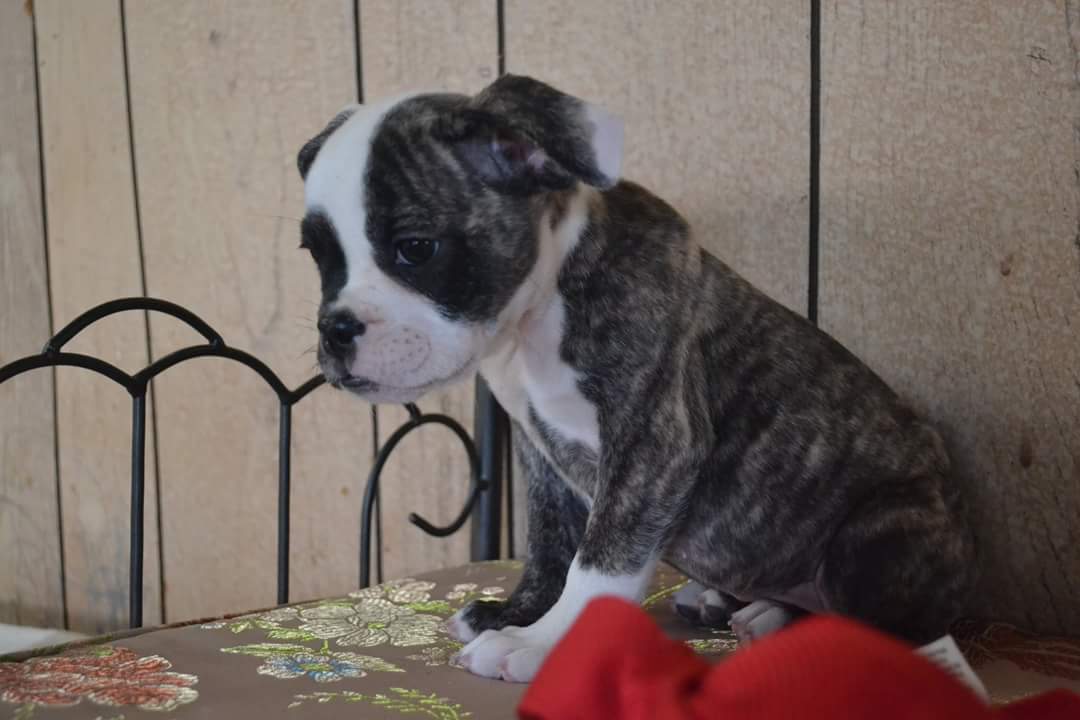 One of a Kind Bulldogge Puppy