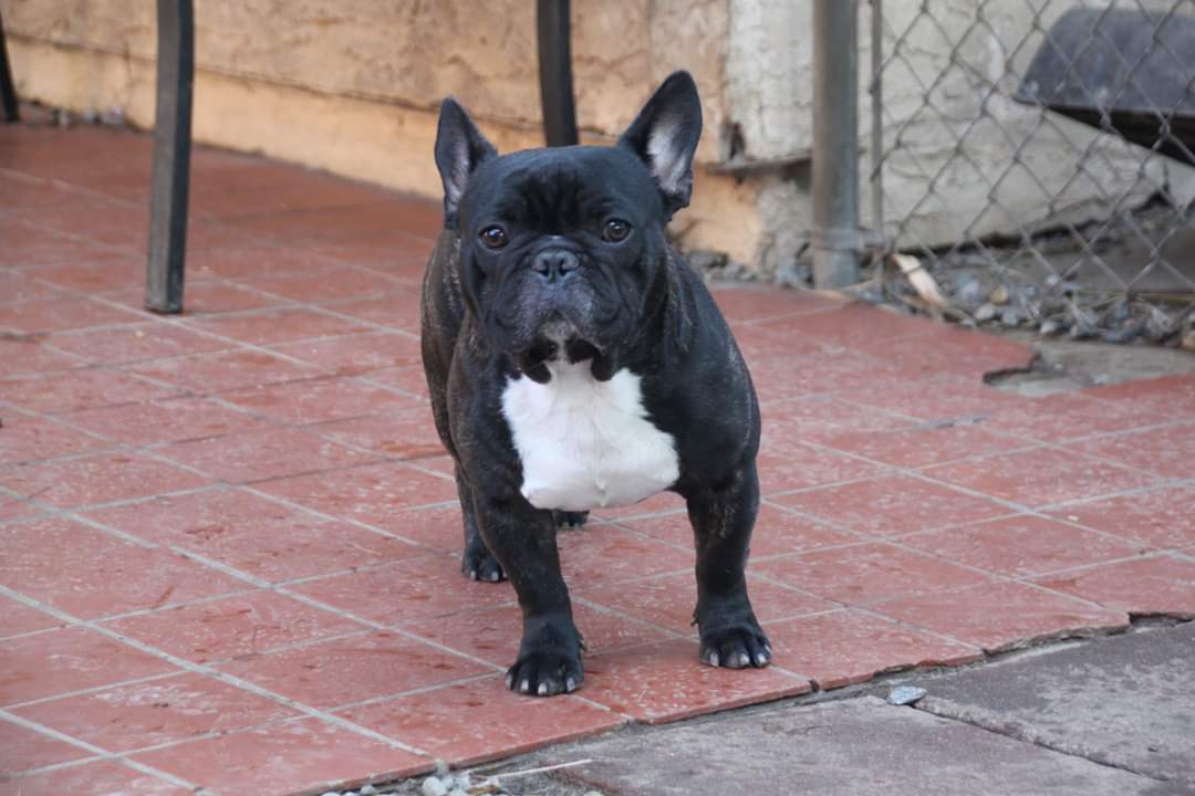 French Bulldog Reggie