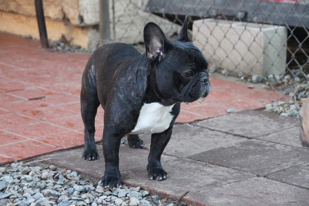 French Bulldog Reggie