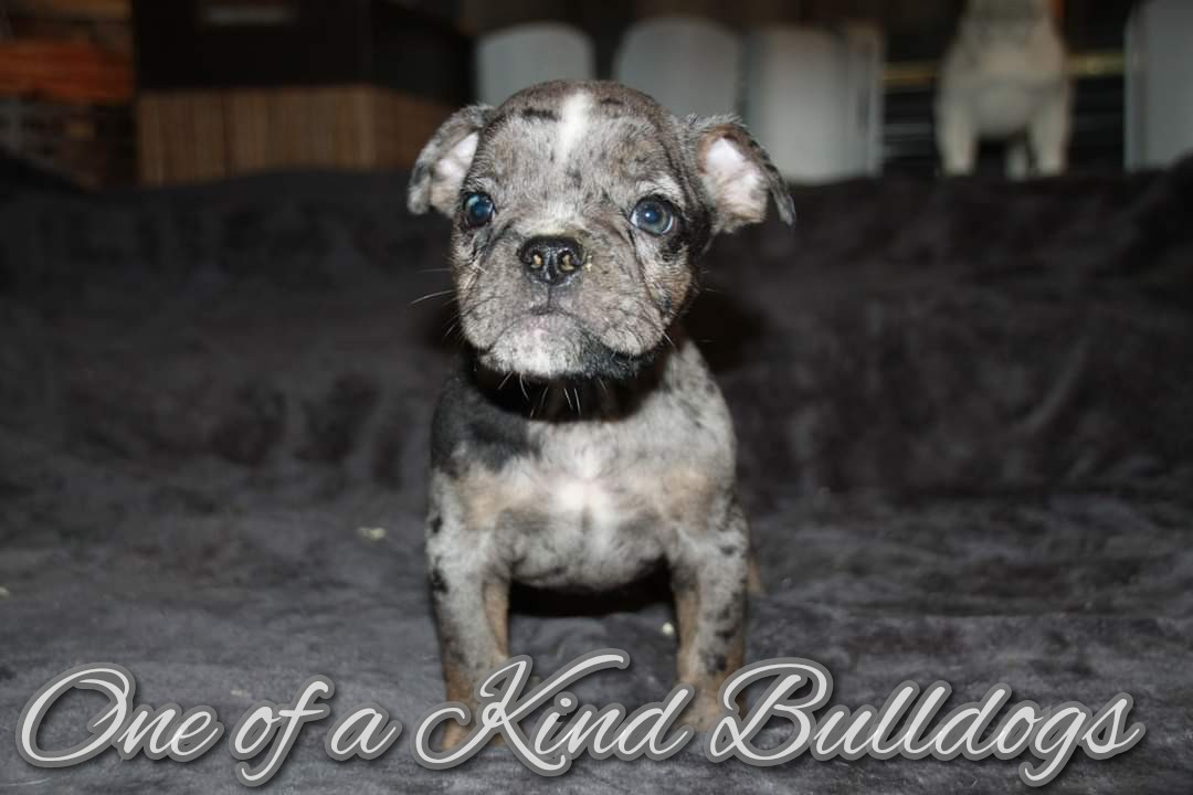 Male Black Tri Merle Olde English Bulldogge Puppy