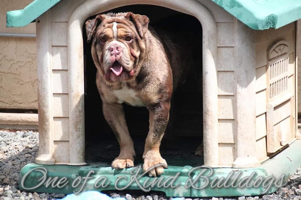 One of a Kind Bulldogges Pablo