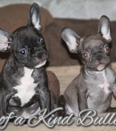 Reggie and Brulee French Bulldog Puppies