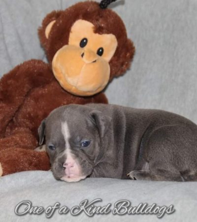 Olde English Bulldogge Puppies by Thor and Lucky 2.0