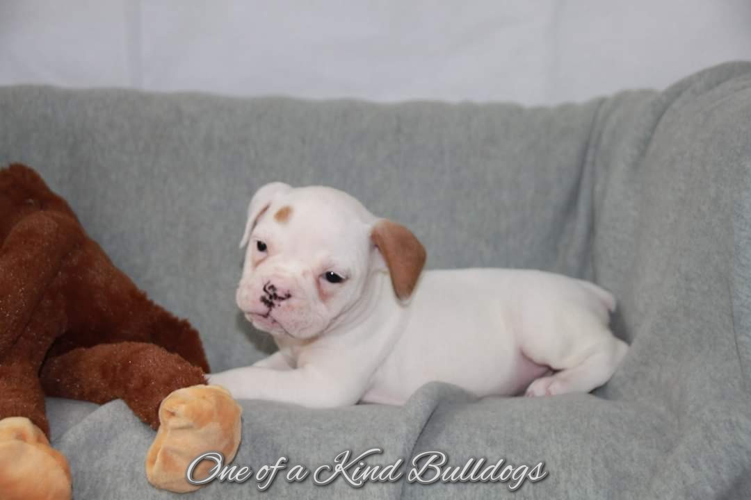 bulldog puppies for sale