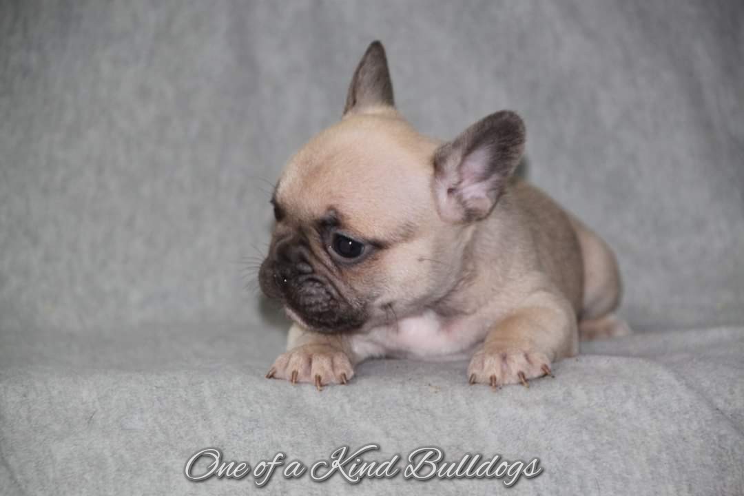 One of a kind french bulldogs