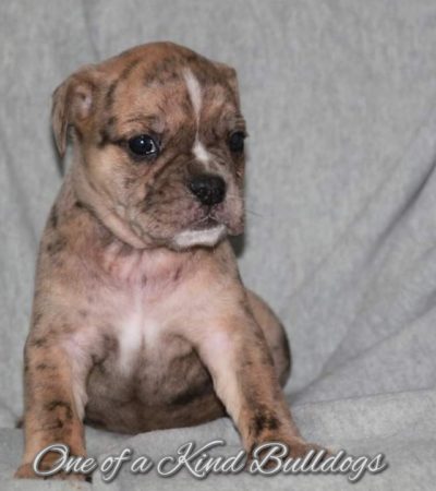 Rocky & Roulette Olde English Bulldogge Puppies 2.0