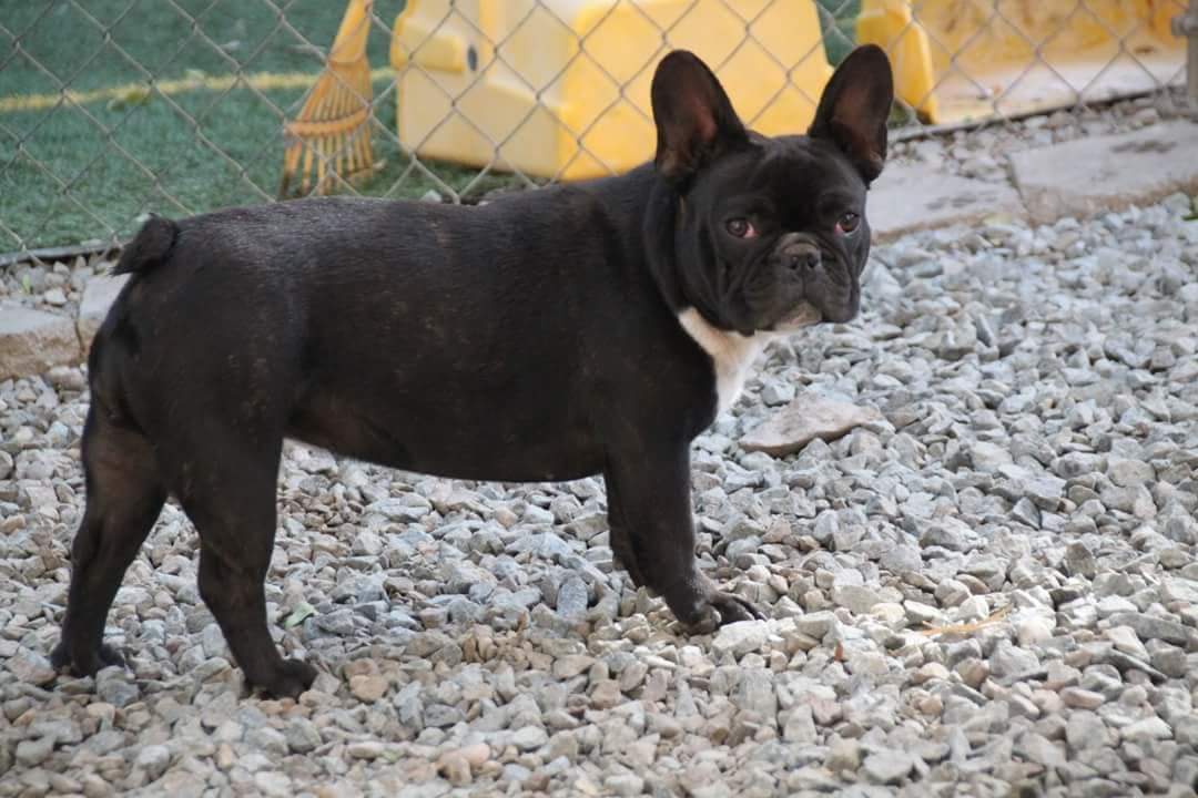 One of a Kind French Bulldog Nugget