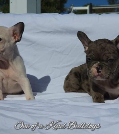 Mack and Nugget’s French Bulldog Puppies