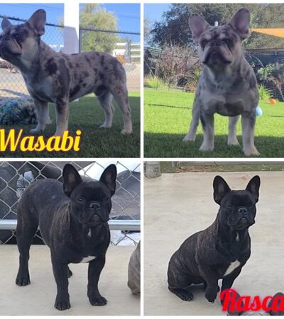 Wasabi and Rascal’s French Bulldog Puppies