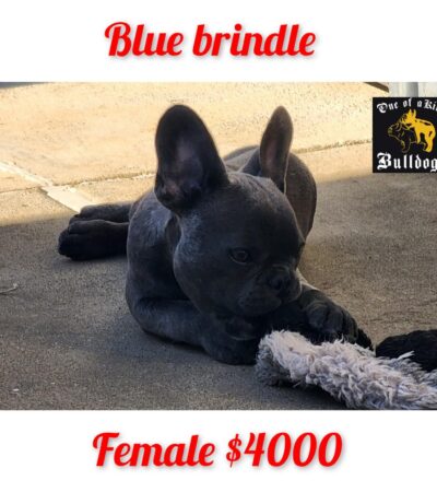Blue Brindle Female