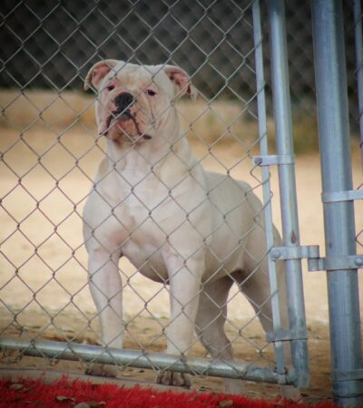 Churro and Betty pups